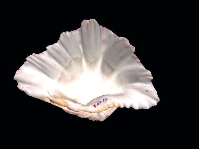 Full Perm Scanned Sea Shell "Bear Paw Clam Shell"