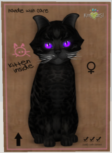 Bengal - Black Female