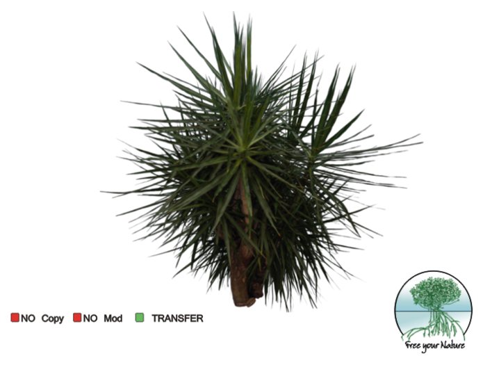 plant -tropical- 13a