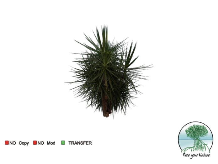 plant -tropical- 13b