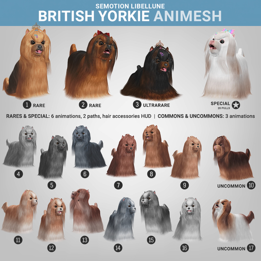 SEmotion Libellune British Yorkie Animesh #6