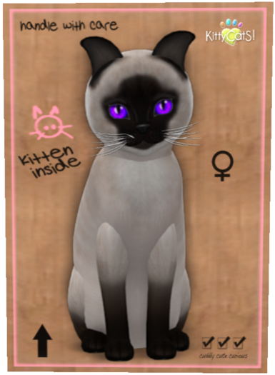 Siamese - Seal Female