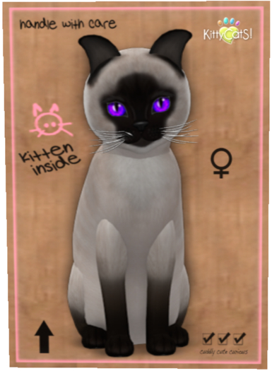 Siamese - Seal Female