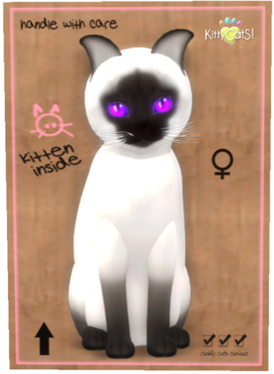 Siamese - Chocolate Female