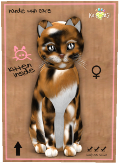 Maine Coon - Plush Calico Female