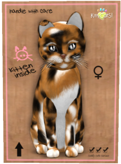 Maine Coon - Plush Calico Female