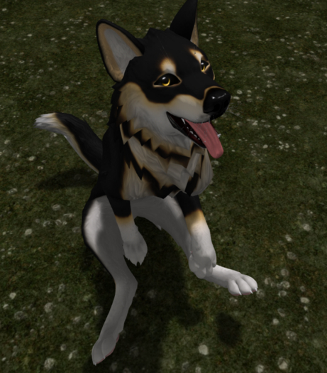 TWI Black/Tan Shiba Inu Mod