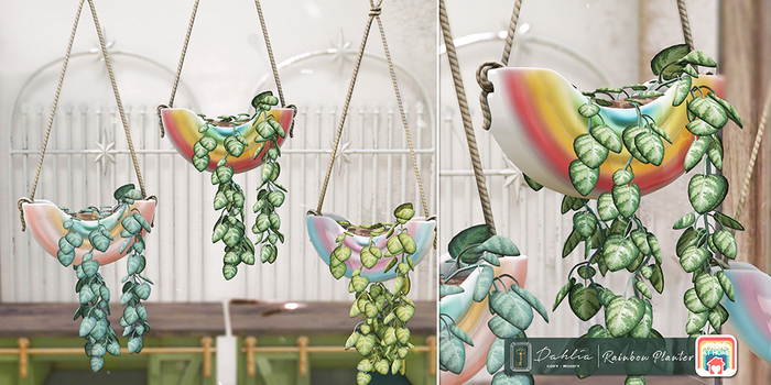 Dahlia - Rainbow Hanging Planter - FATPACK 
