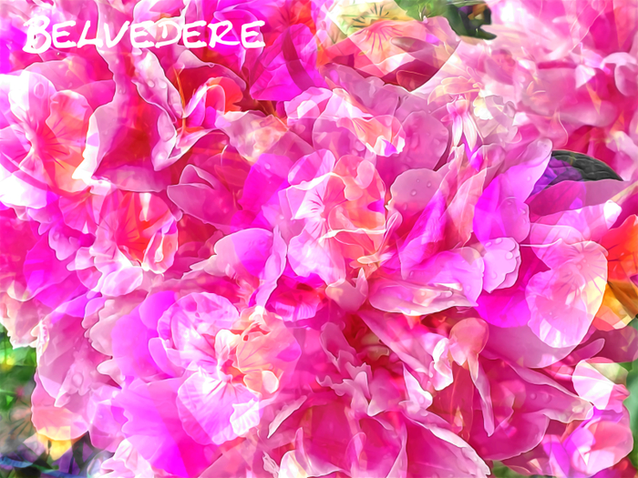 Belvedere - Mix Media 5