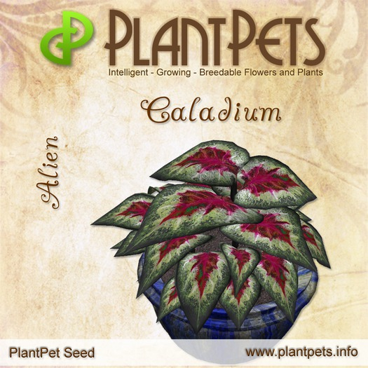 PlantPet Seed [Caladium *Alien*] updated