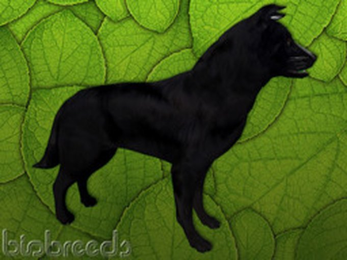 BB BC Box - Black - Female