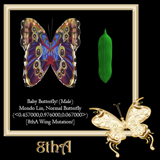{Papillon} Ma/Mon/Nor/Lin/Butterfly/8thA Cocoon