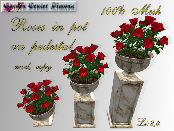 Bush roses in pot. l&r_007B_2