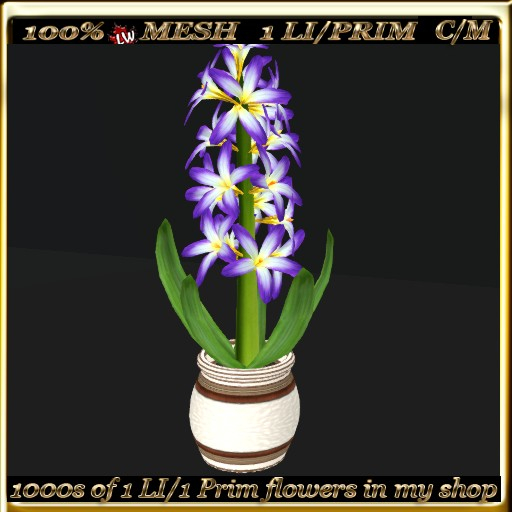 LW_Hyacinth in Pot  4