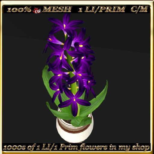 LW_Hyacinth in Pot  3