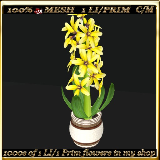 LW_Hyacinth in Pot  5