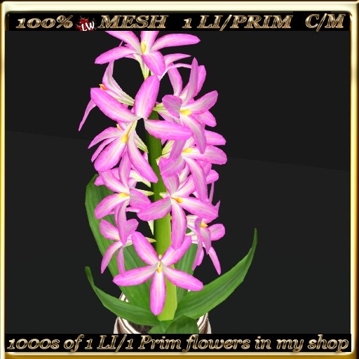 LW_Hyacinth in Pot  6
