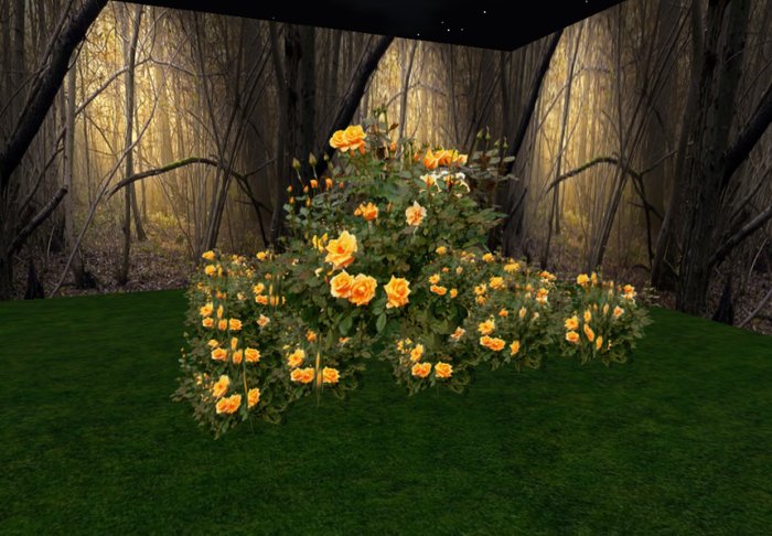 rose bush golden 3 huge