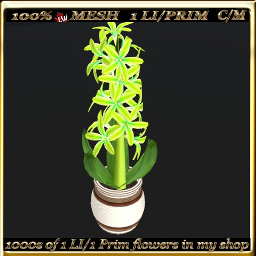 LW_Hyacinth in Pot  16