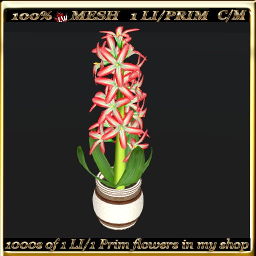 LW_Hyacinth in Pot  15