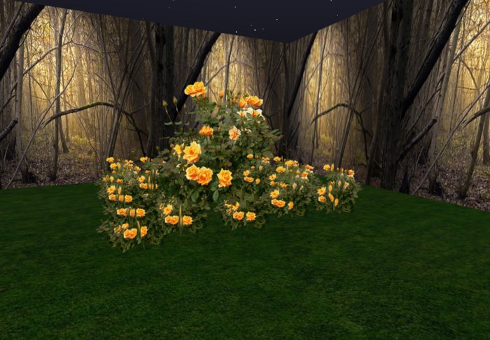 rose bush golden 2 huge