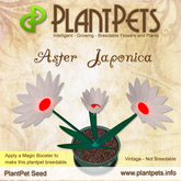 PlantPet Seed [Aster *Japonica*] rare elite vintage Release Year 2007