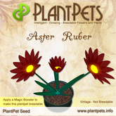 PlantPet Seed [Aster *Ruber*