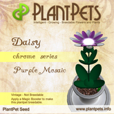 PlantPet Seed [Daisy *Chrome Purple Mosaic*]