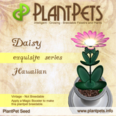 PlantPet Seed [Daisy *Hawaiian*] rare vintage Release Year 2010