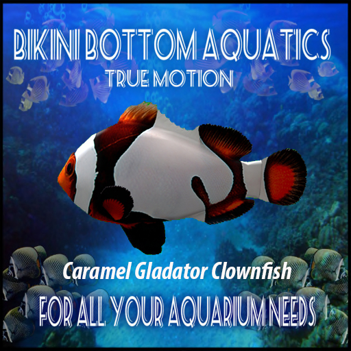 TM Caramel Gladator ClownfishSb