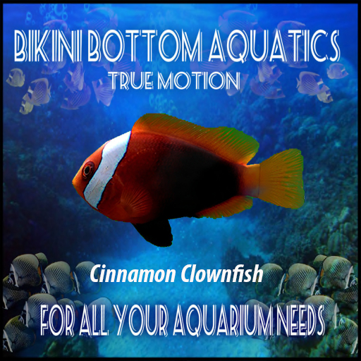 TM Cinnamon Clownfish Sb
