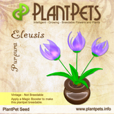 PlantPet Seed [Eleusis *Purpura*]