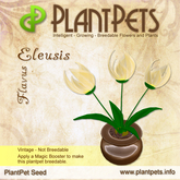 PlantPet Seed [Eleusis *Flavus*] common vintage  Release Year 2007
