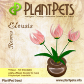 PlantPet Seed [Eleusis *Roseus*] common vintage Release Year 2010