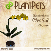 PlantPet Seed [Dendrobium Orchid *Euterpe*] 2