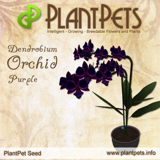 PlantPet Seed [Dendrobium Orchid *Purple*] rare Release Day 28.11.2012