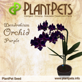 PlantPet Seed [Dendrobium Orchid *Purple*]