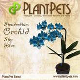 PlantPet Seed [Dendrobium Orchid *Sky Blue*]