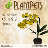 PlantPet Seed [Dendrobium Orchid *Yellow*] common Release Day 28.11.2012
