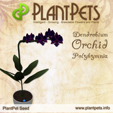 PlantPet Seed [Dendrobium Orchid *Polyhymnia*] rare elite Release Day 28.11.2012