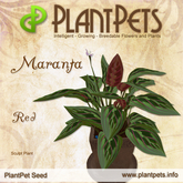 PlantPet Seed [Maranta *Red*] rare Release Year 200804.07.2021