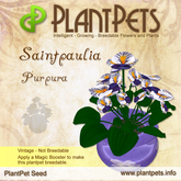 PlantPet Seed [Saintpaulia *Purpura*]