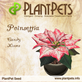 PlantPet Seed [Poinsettia *Candy Kisses*]