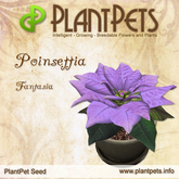 PlantPet Seed [Poinsettia *Fantasia*] common Release Day 14.12.2011