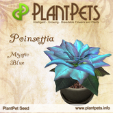 PlantPet Seed [Poinsettia *Mystiv Blue*]