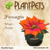 PlantPet Seed [Poinsettia *Winter Sunset*] rare Release Day 20.12.2014