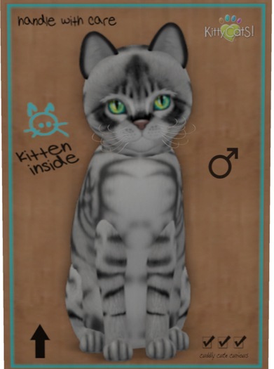 KittyCatS Box - Australian Mist - Charcoal