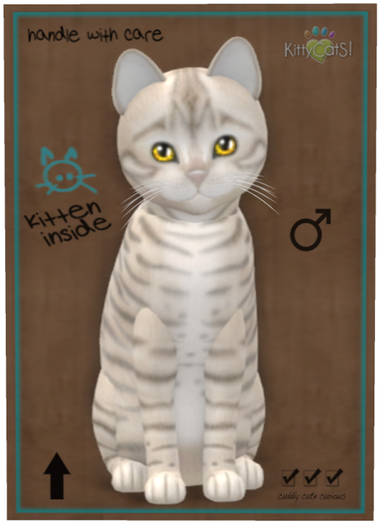 KittyCatS Box - Toyger - Snow