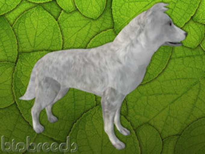 BB BC Box - White - Female