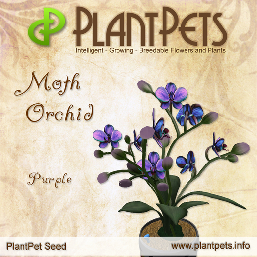 PlantPet Seed [Moth Orchid *Purple*]
